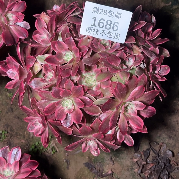 1686浣纱多肉植物