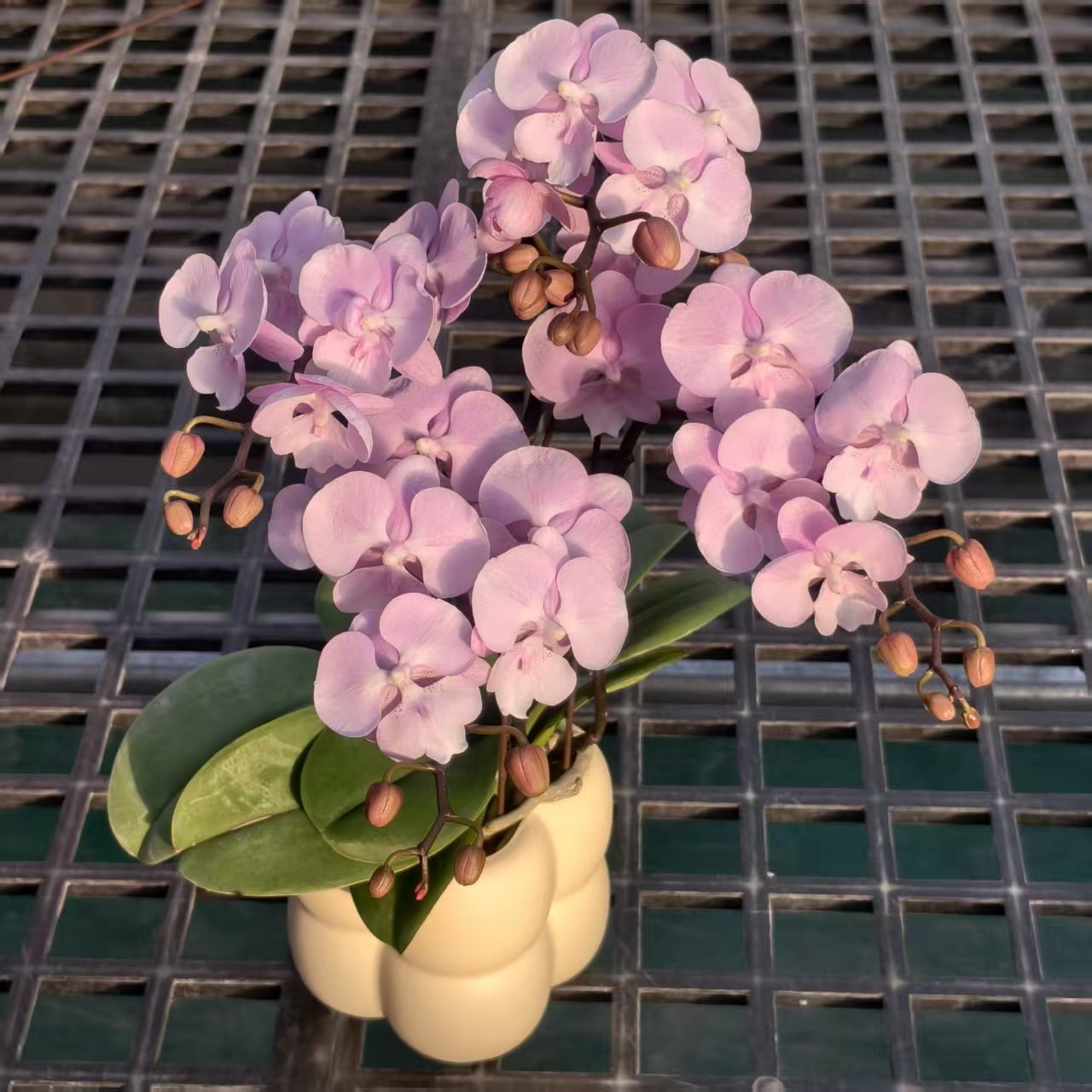 蝴蝶兰【粉色浪漫】蝴蝶兰精致组盆带花带苞室内观赏送礼鲜花绿植