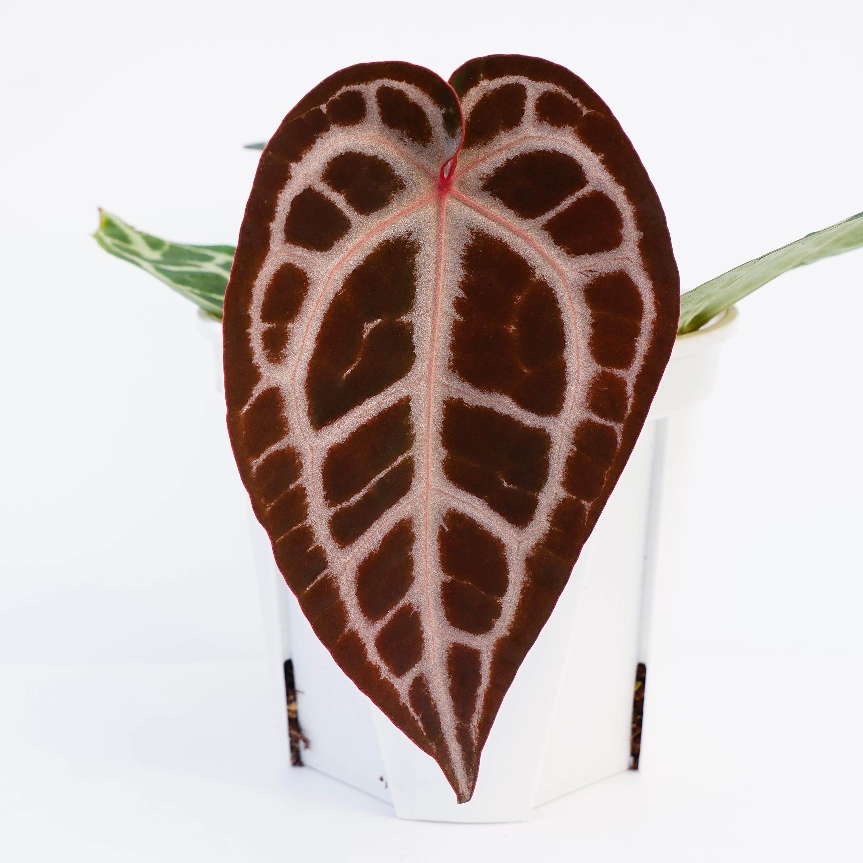 7号 SKG红xAngela 花烛