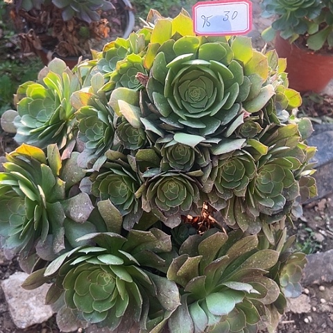 多肉植物万拉丝95