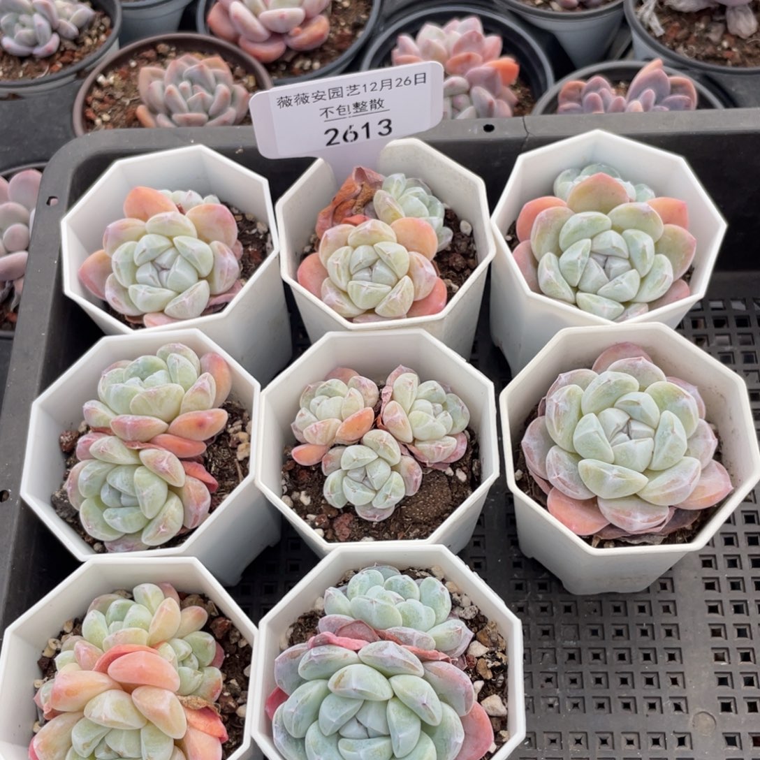 不包整散 盆子不售后2613