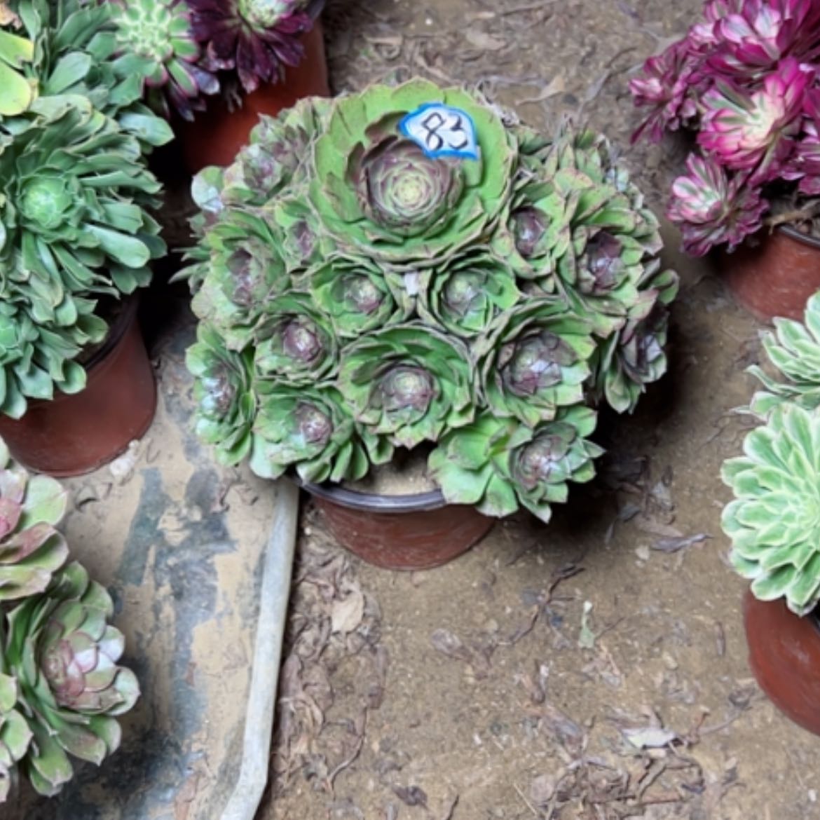 【闪购商品】多肉植物万拉丝83