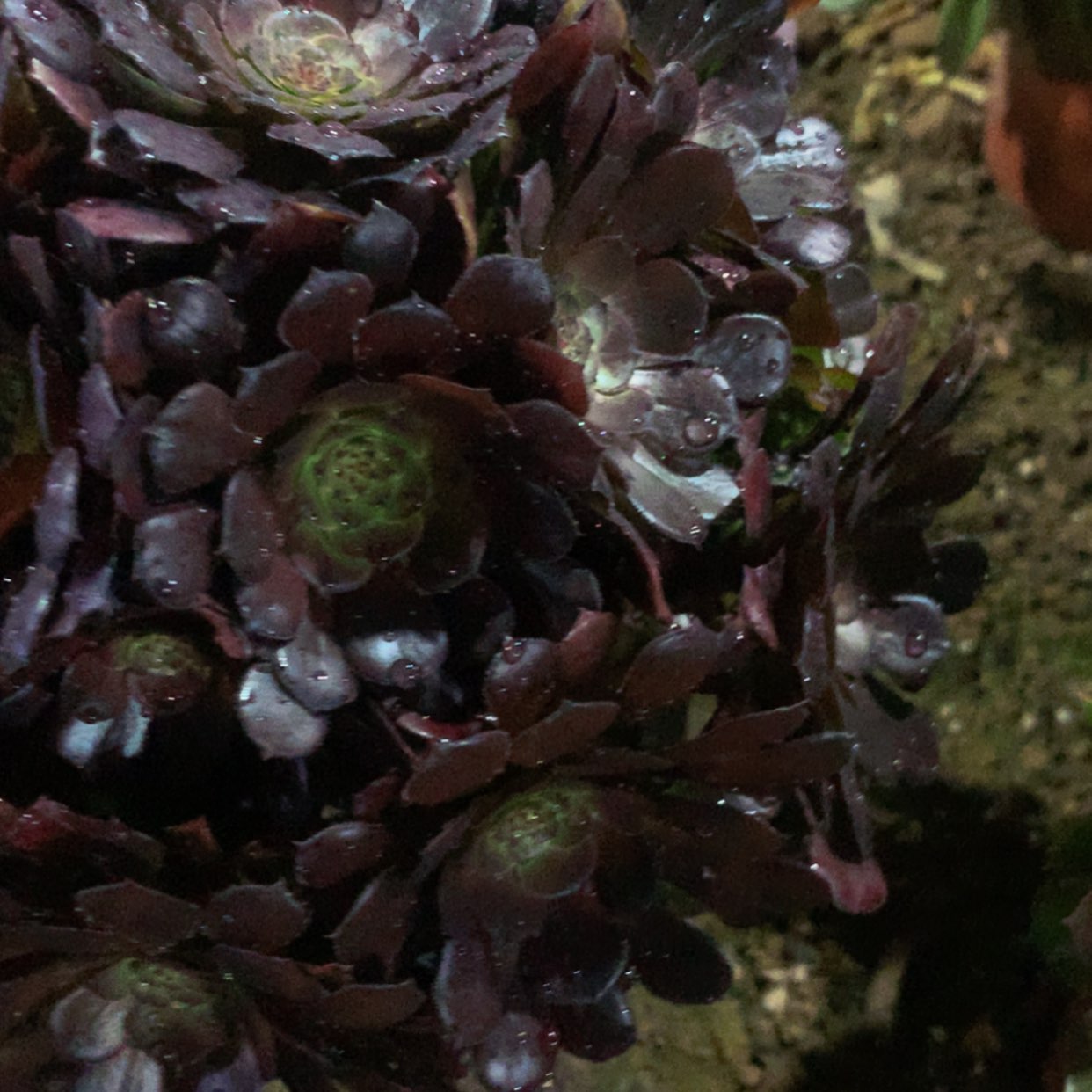 【闪购商品】731红铜壶多肉