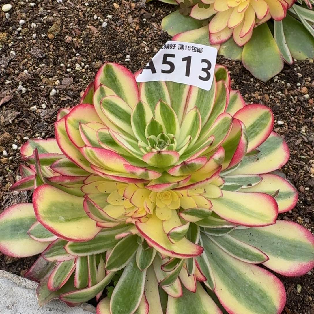 513荔枝多肉植物