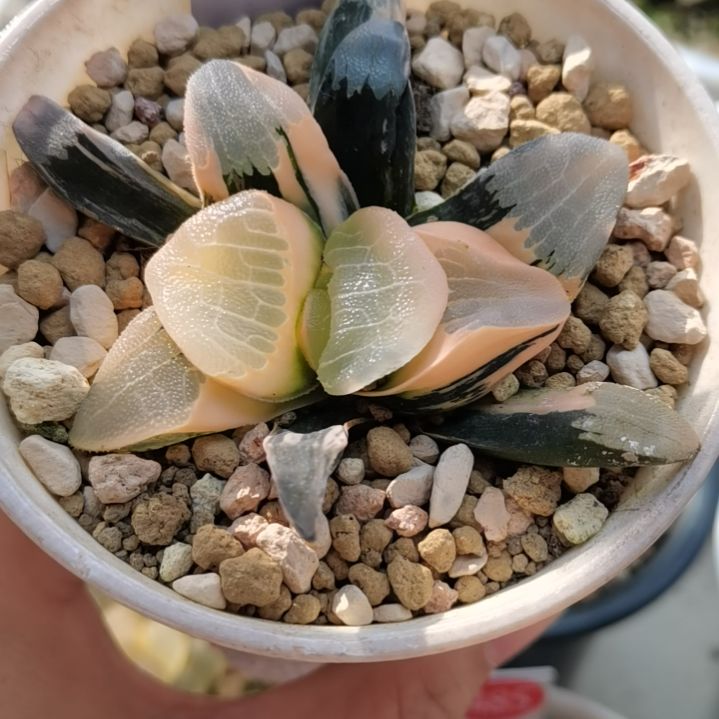 157号丸叶克锦糊斑趋势一物一拍带盆土发货