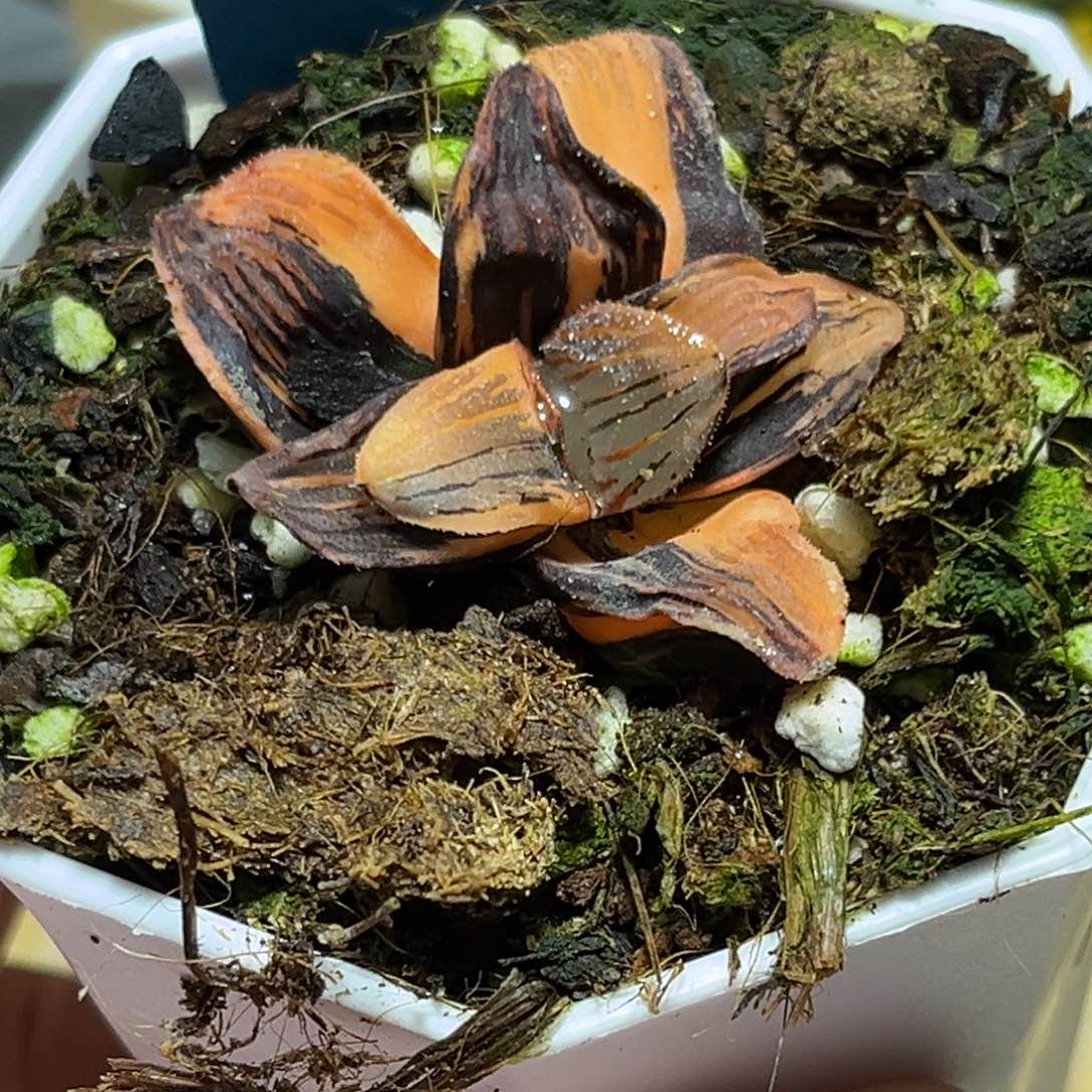 恭喜发财大吉大利0318