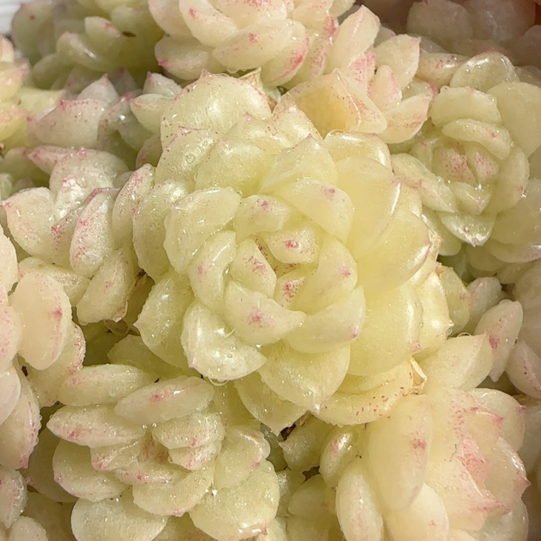 【闪购商品】0212-98（m1-211-4）