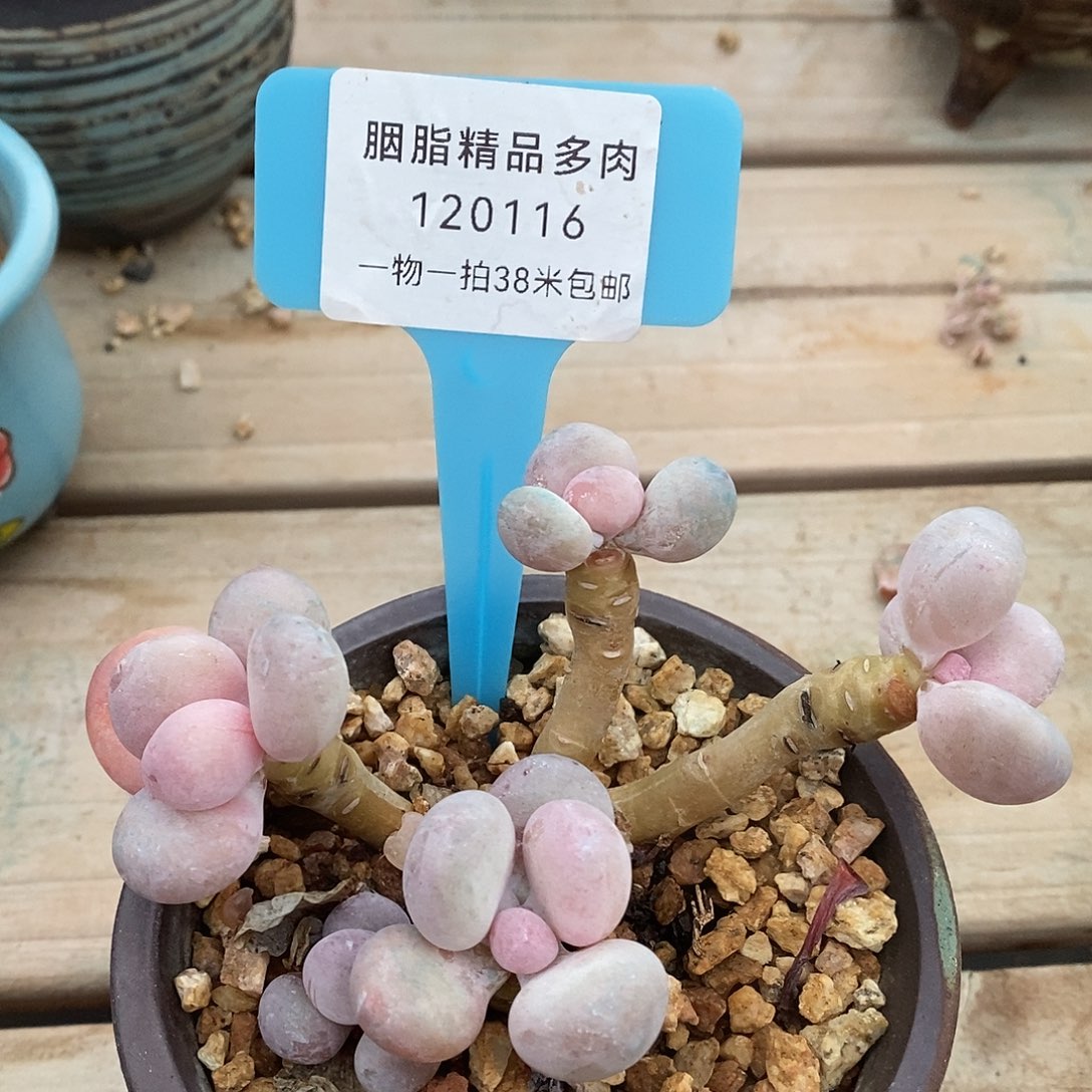 120116，安木架咯哦璐璐