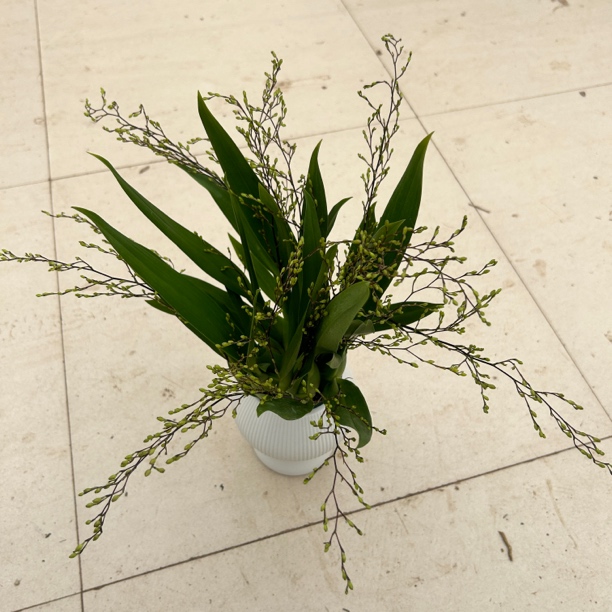 蘑菇盆十只粉色梦香兰光棕粉