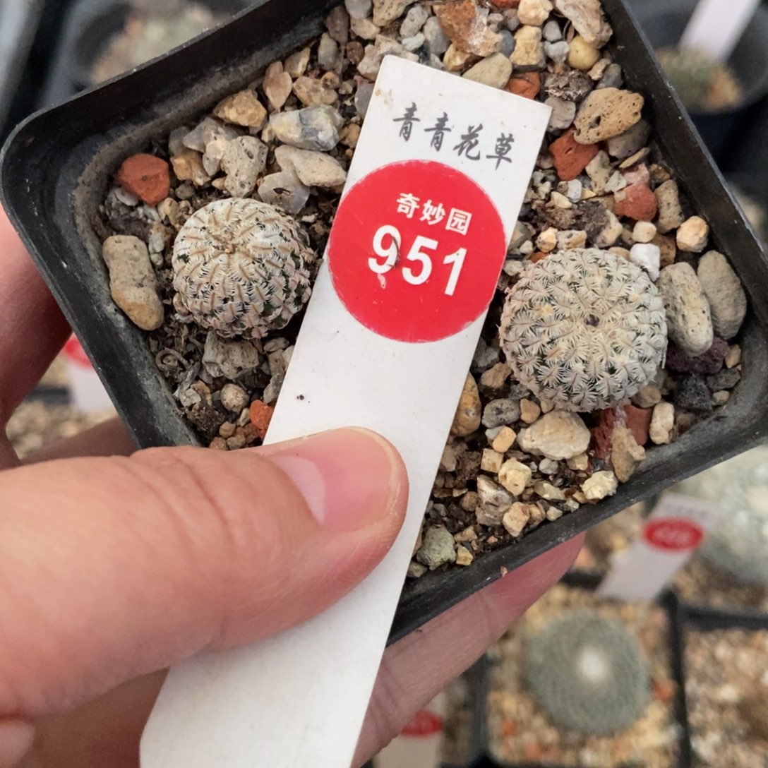 实生精巧殿两颗仙人球