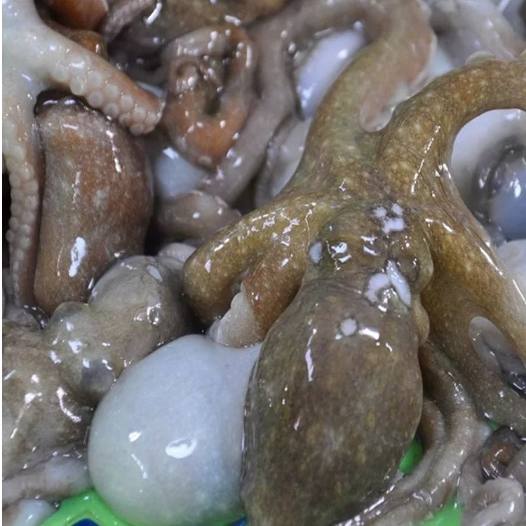 【3斤】大连野生短腿八爪鱼桃花蛸爆头八爪鱼 保鲜不保活 顺丰包邮