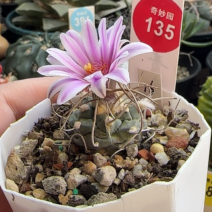 实生狂刺娇丽2.7cm一颗星