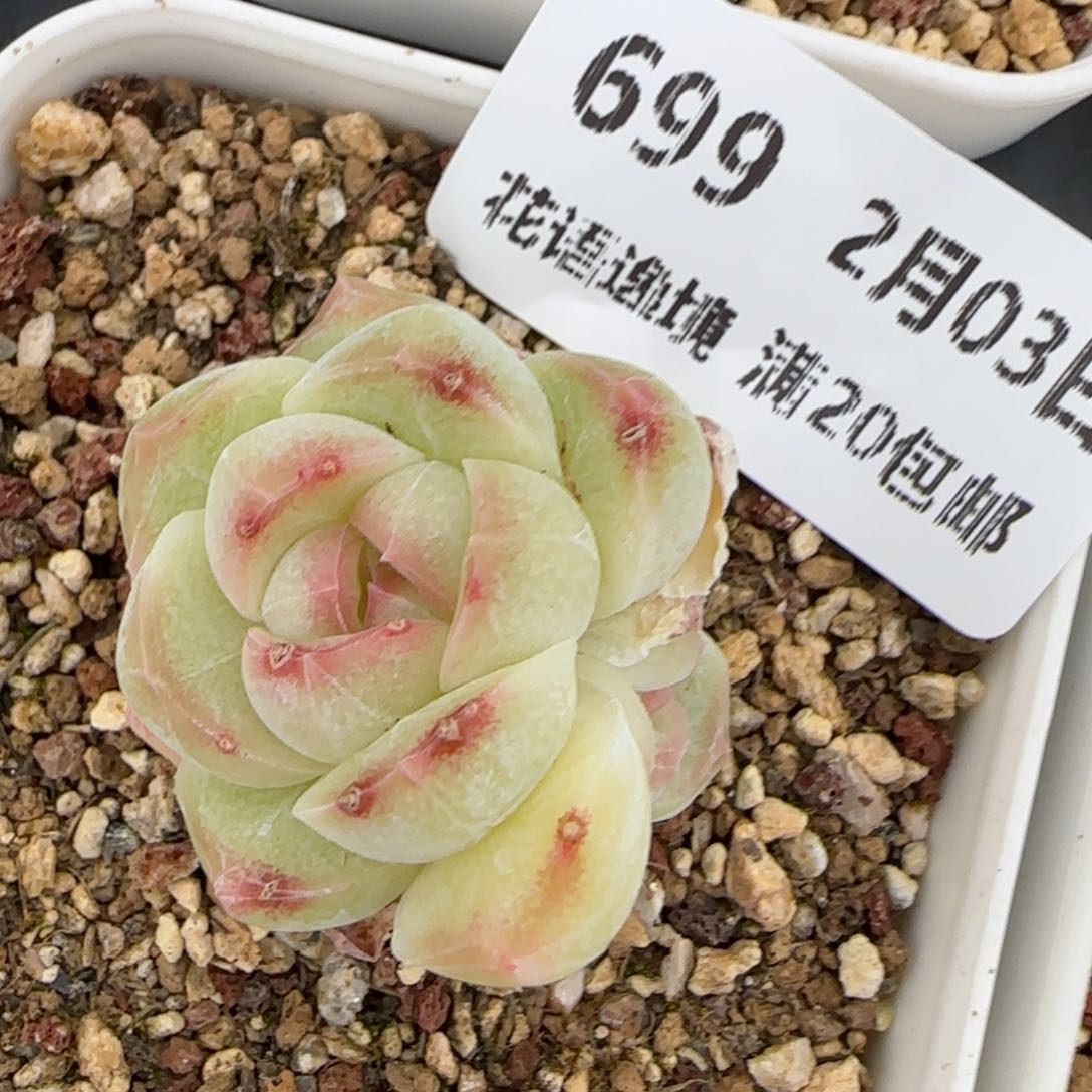 花语逸镜0203-699