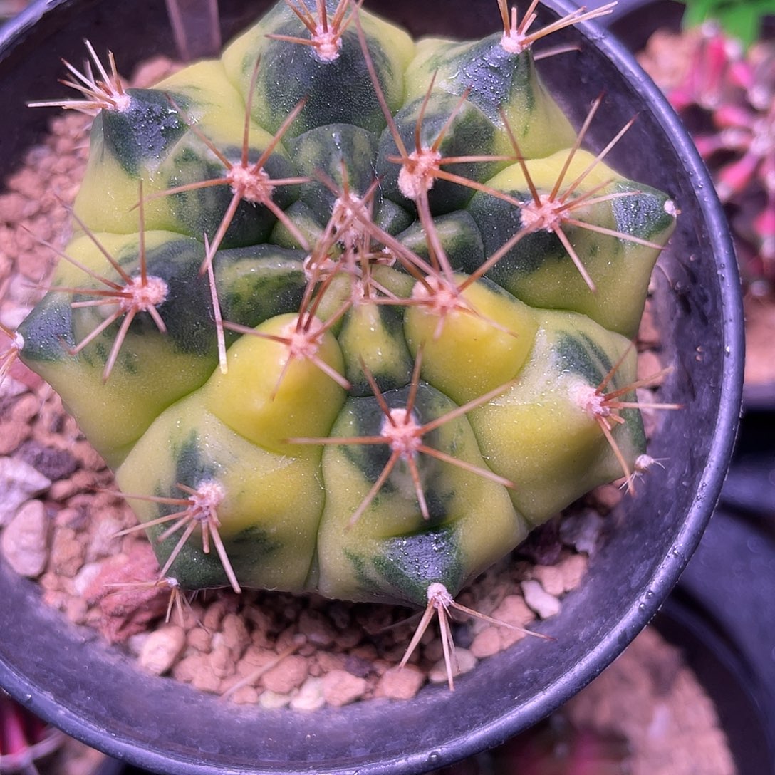 1-188月球半经5.4厘米