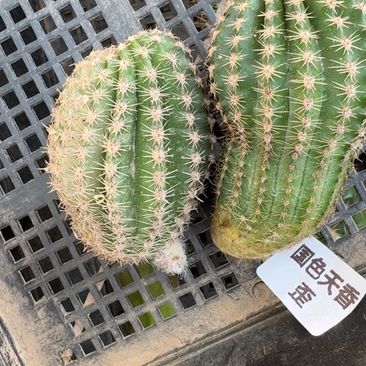 231彩草国色天香丑球歪4公分左右无根侧牙，20包邮