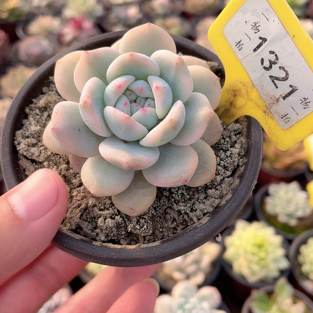 短肥个体梦露锦1321号