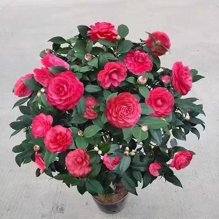 福建茶花（6年苗）六角大红红赤丹茶花带花苞发货年宵花卉四季常青