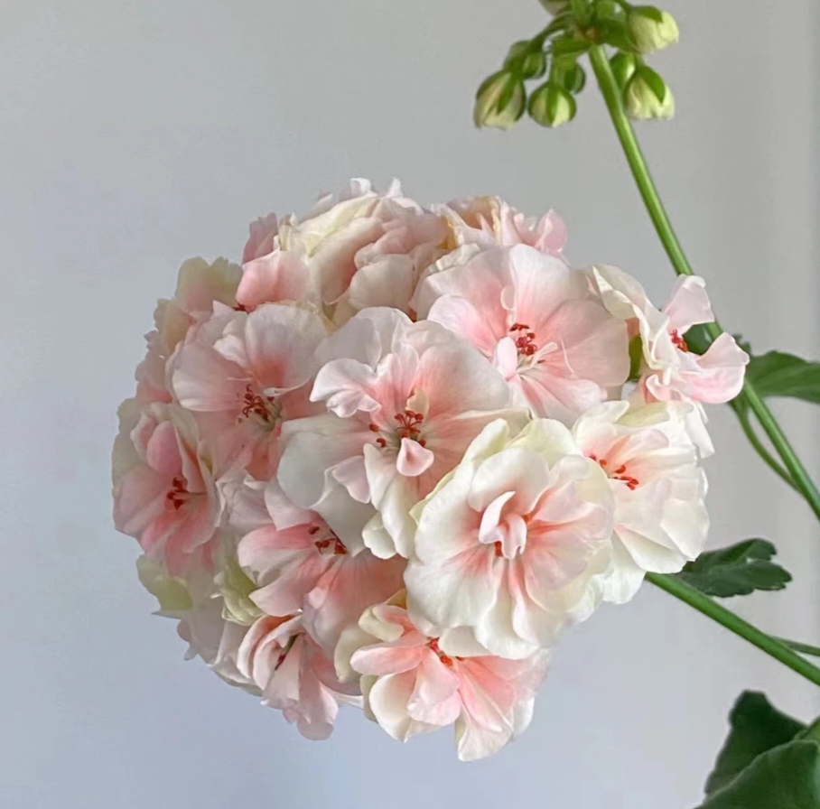 《国王》精品重掰天竺葵花卉国王小颗大丽花型康乃馨