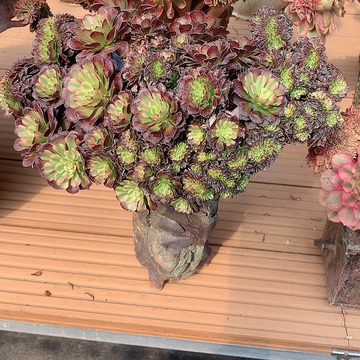 美亚朵朵脱土发货啊