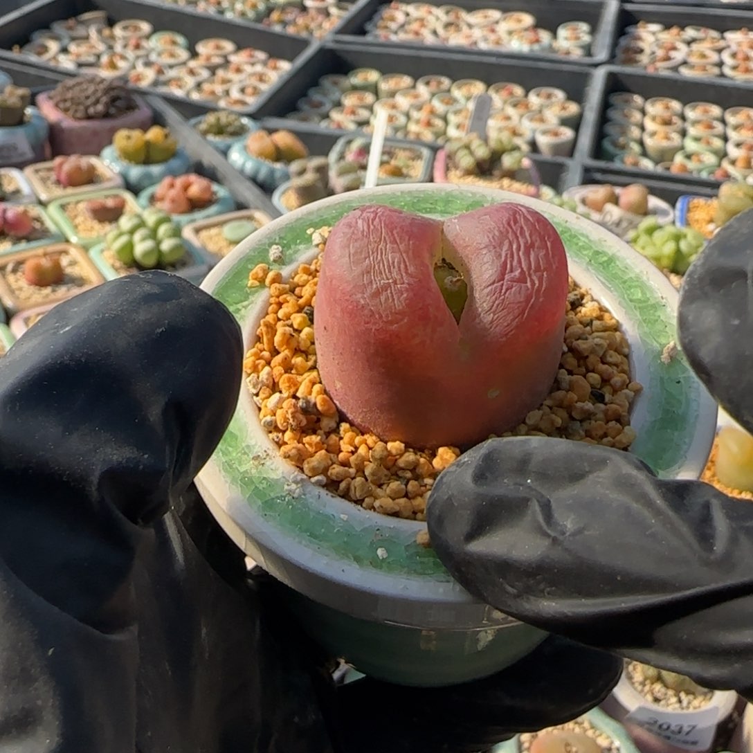 2097--一物一拍 带盆