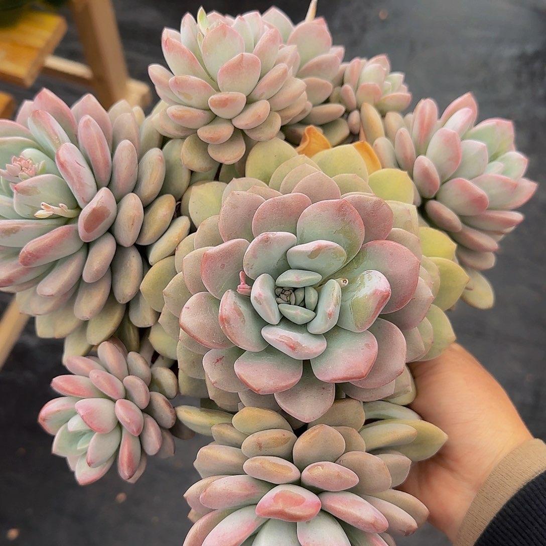 浅*?吧大呃呃呃大的大大啊