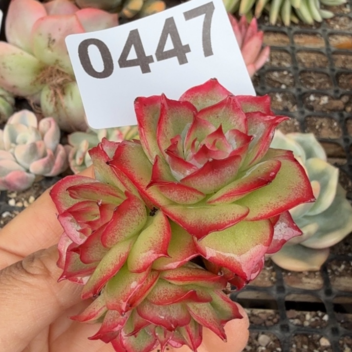 满18包邮当场凑单