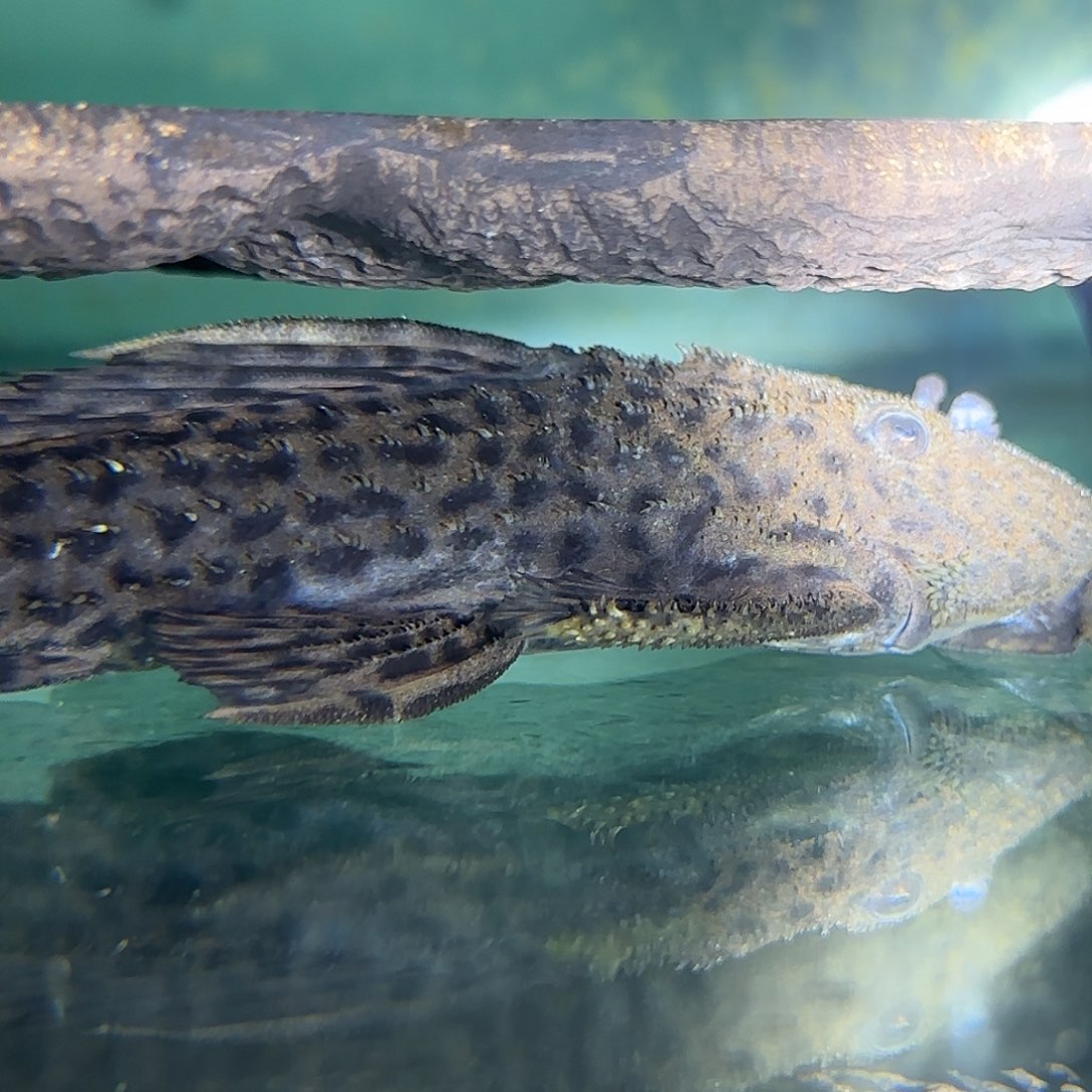 清道夫096异形鱼链接