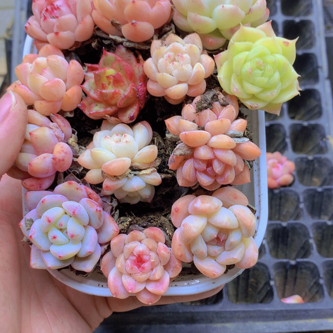 我要去看你了啊025