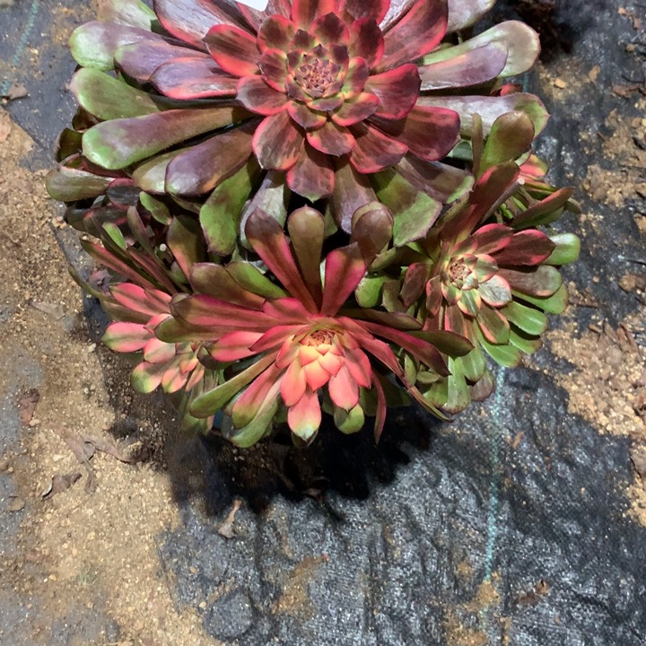 384烟花多肉植物特价