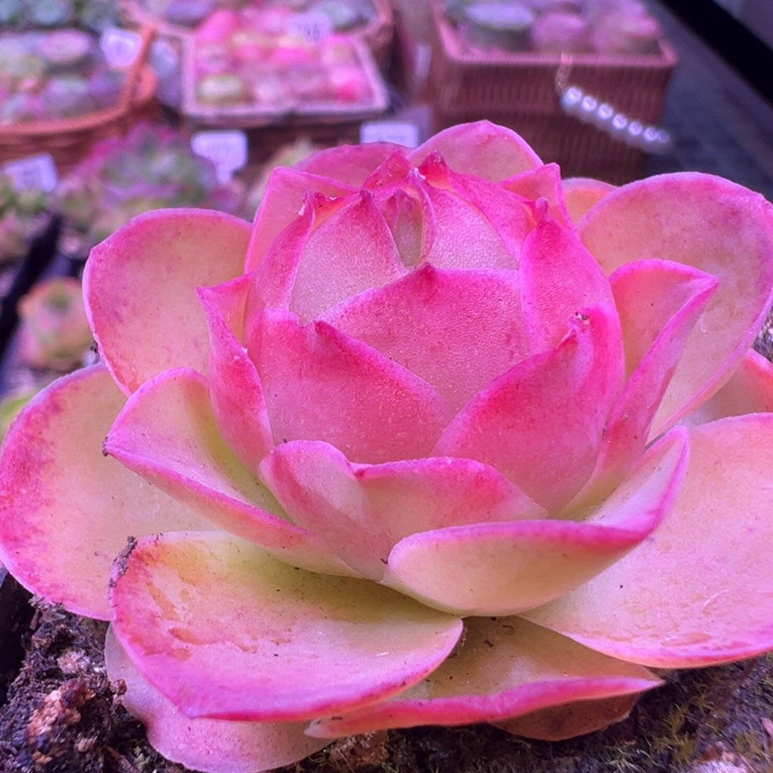 不知名284山地玫瑰多肉