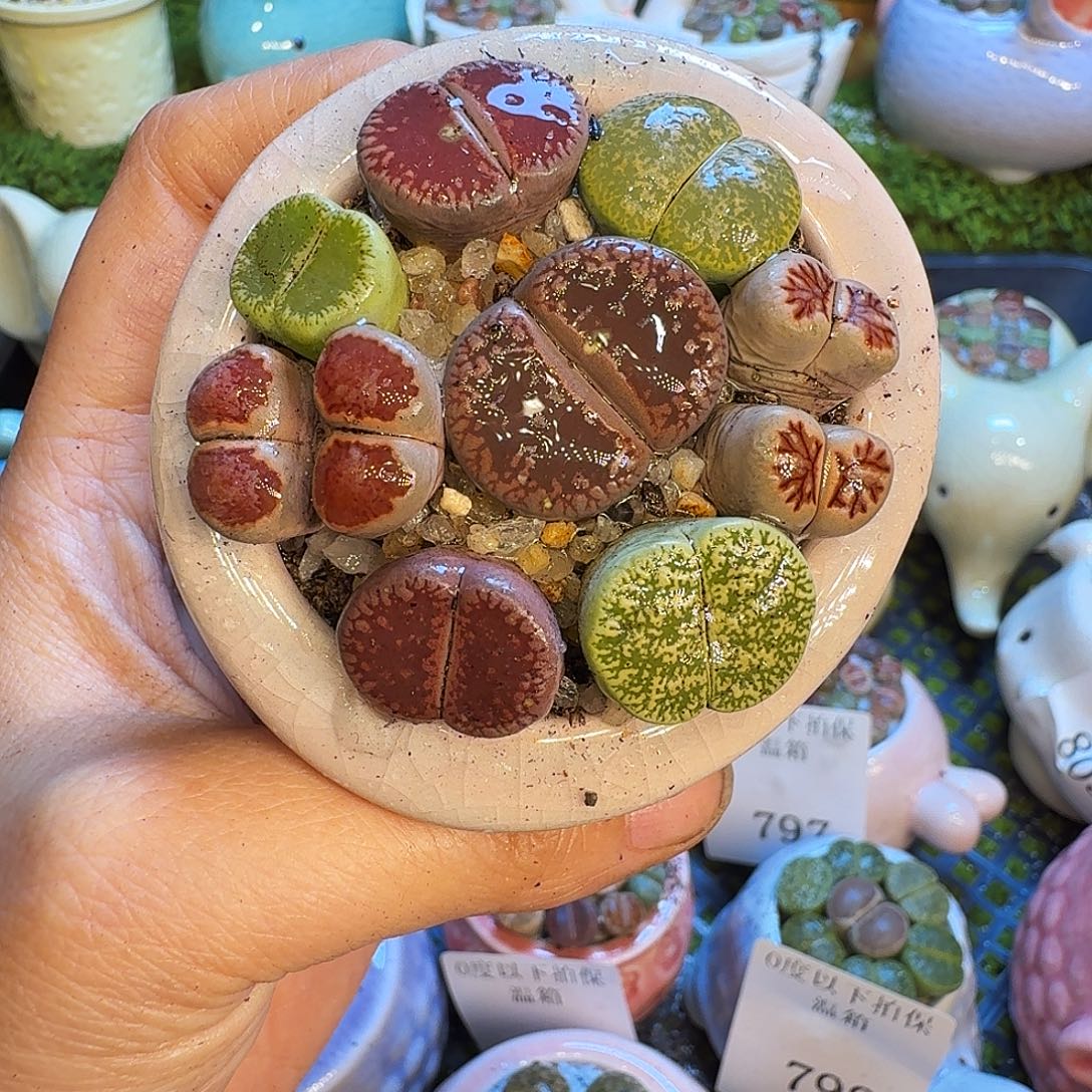 多肉植物开播福利冲834