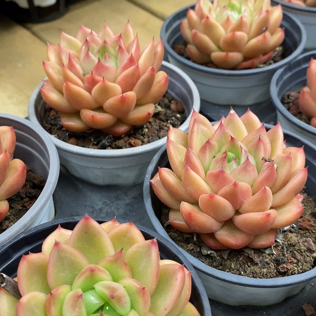 113。单头星空珍妮。福利多多