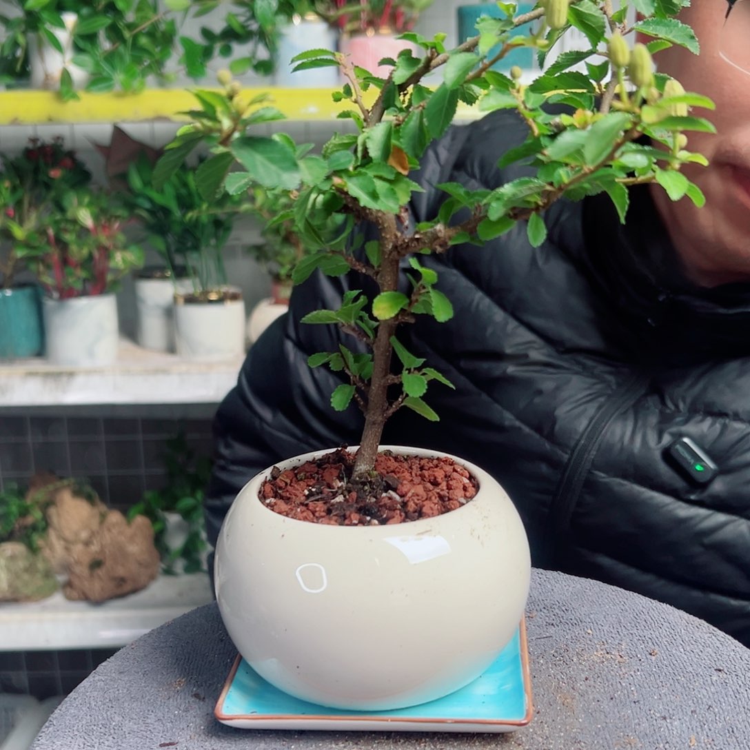 张***发无花朵37                   