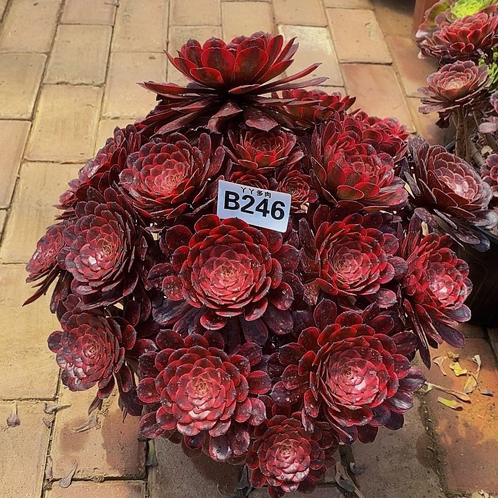 老桩黑金刚妖桩246