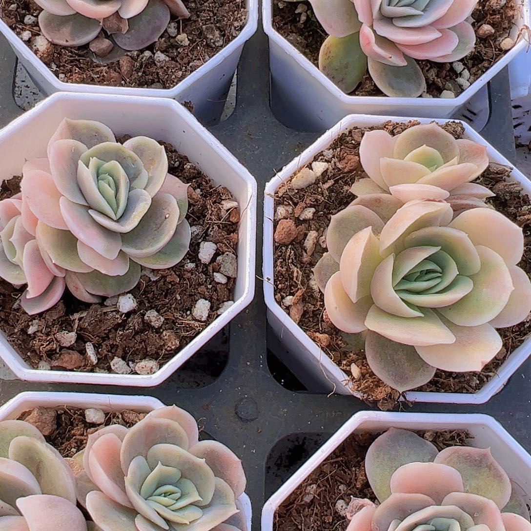 蓝色惊喜锦19包邮多肉