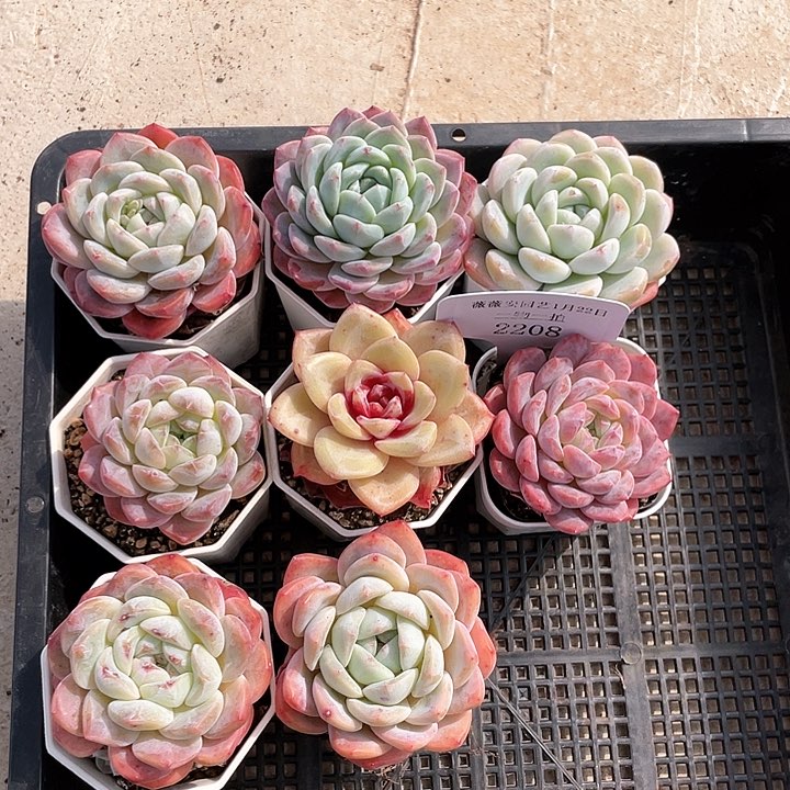 薇薇安园艺多肉2208