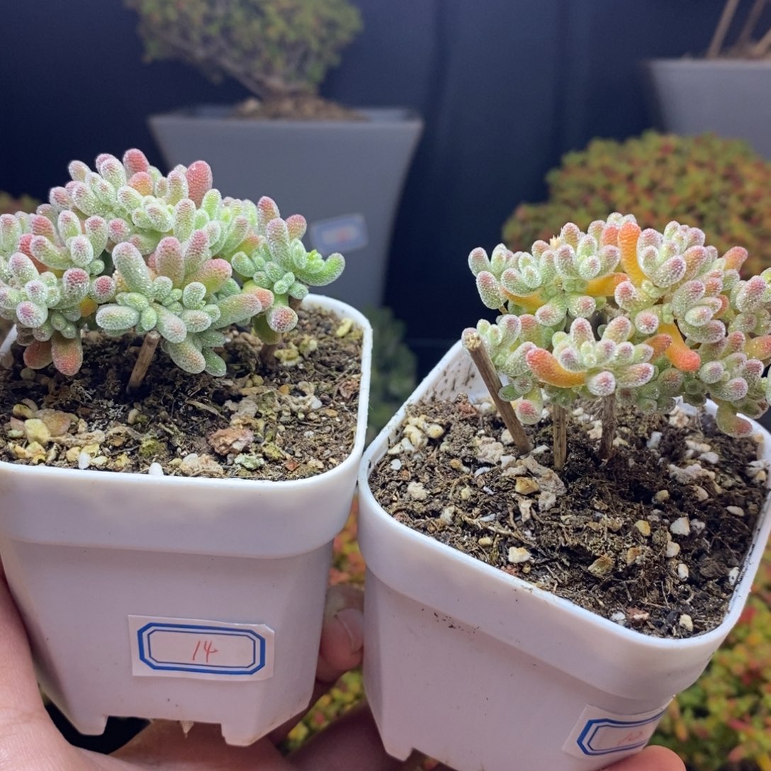 J***无花朵10号14号优选冰晶枝干