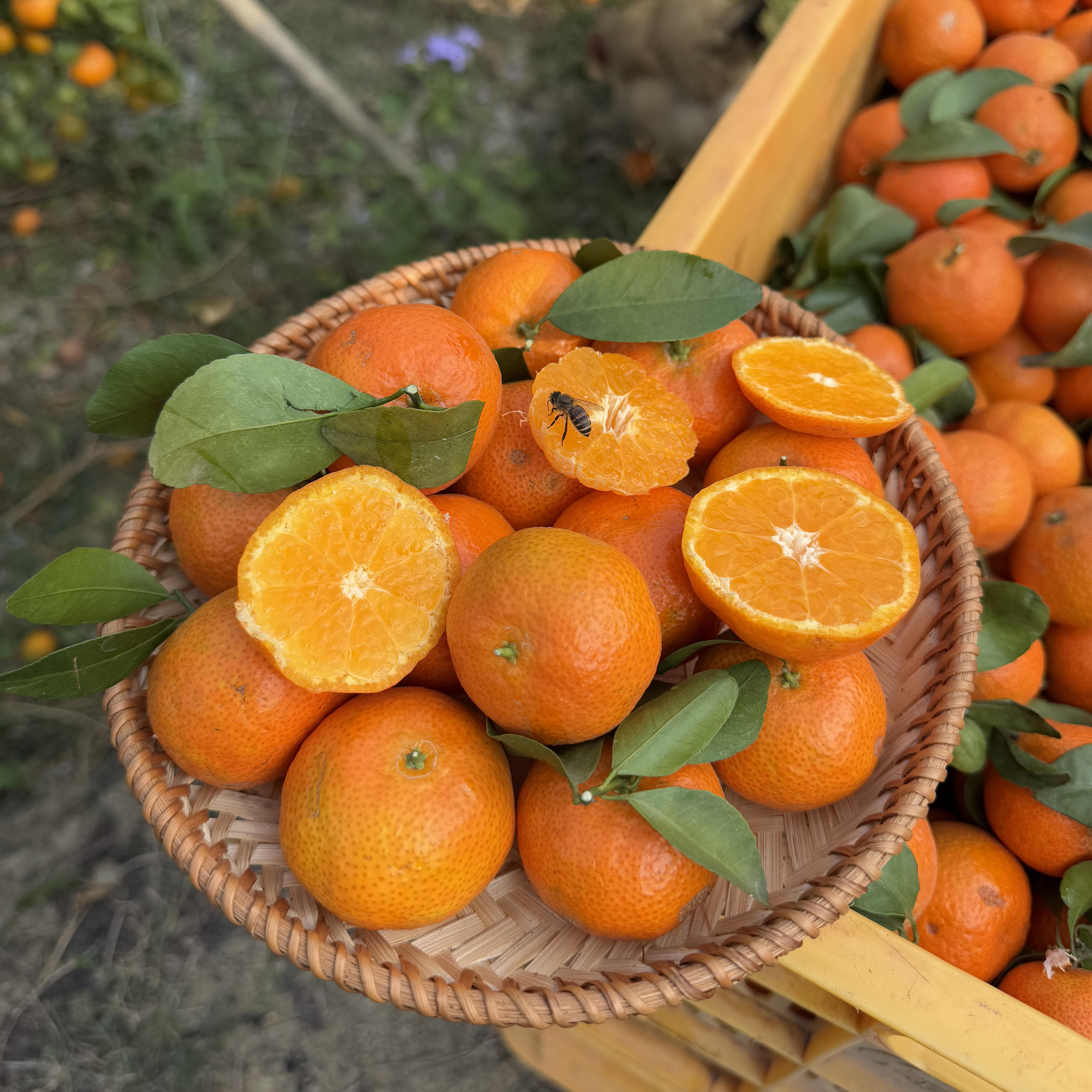 【京东顺丰包邮】广西桂林砂糖橘皮薄果肉化渣正宗老砂糖橘果园直供次日达广西壮族自治区