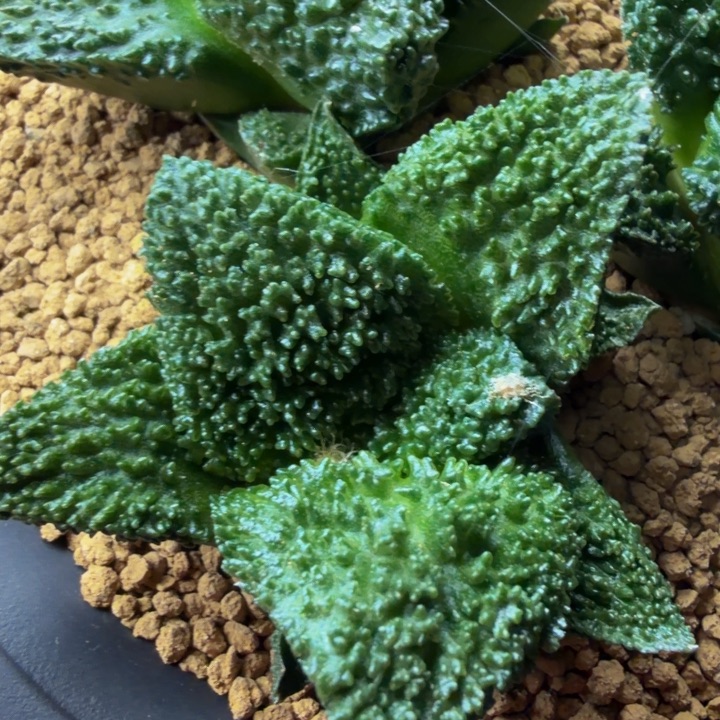 巴索的超级无敌哥斯拉