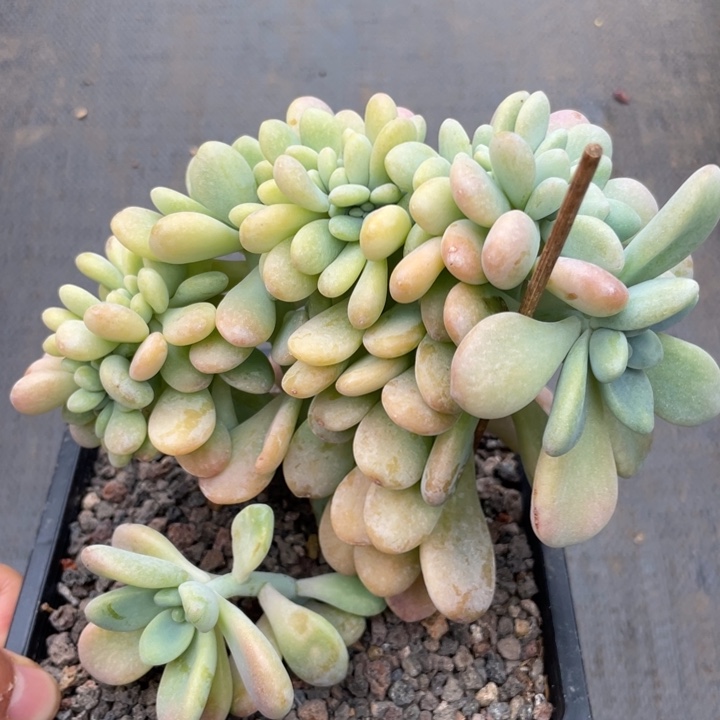 樱花洛神缀化，高板小树