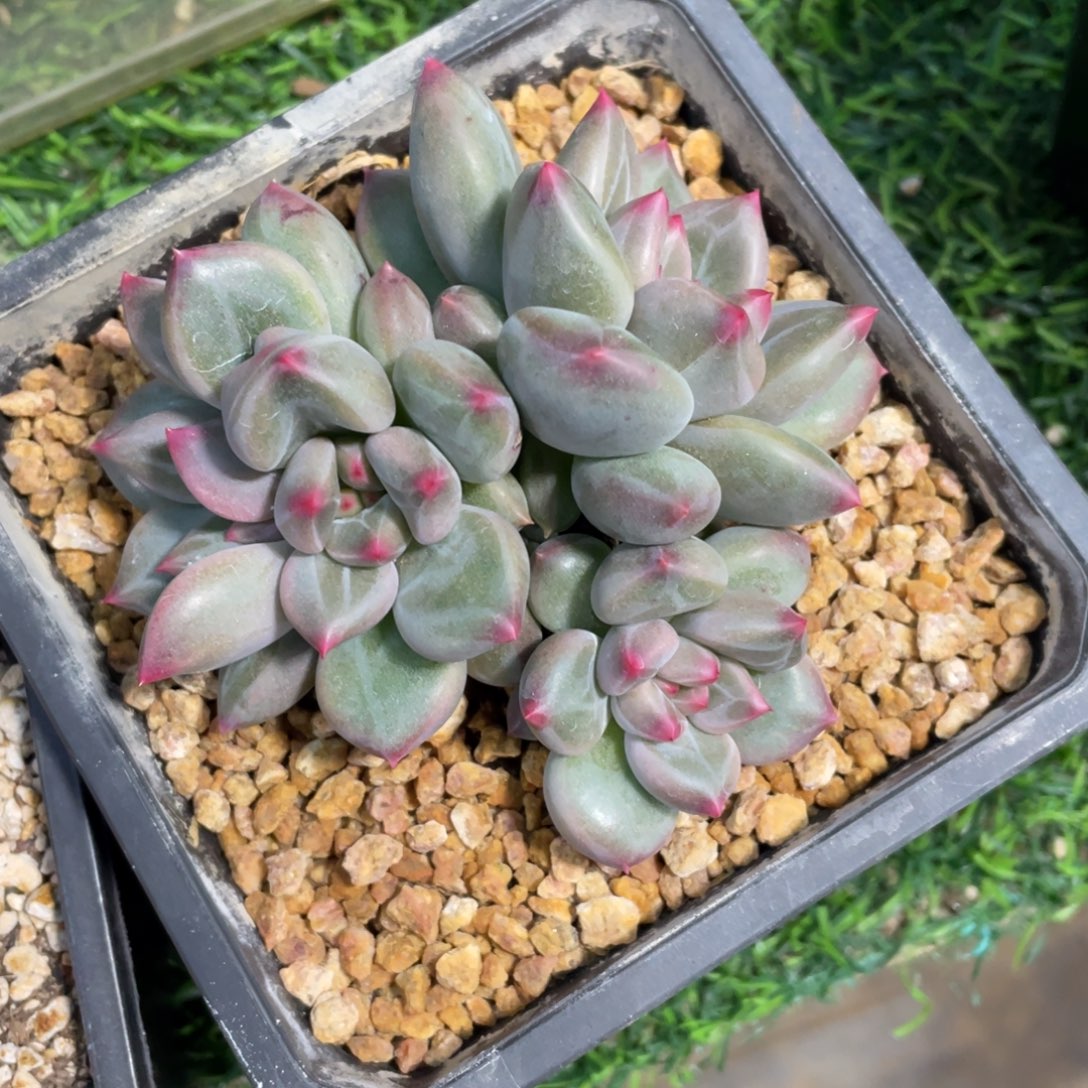 碧落美人冠幅10 公分一物一拍