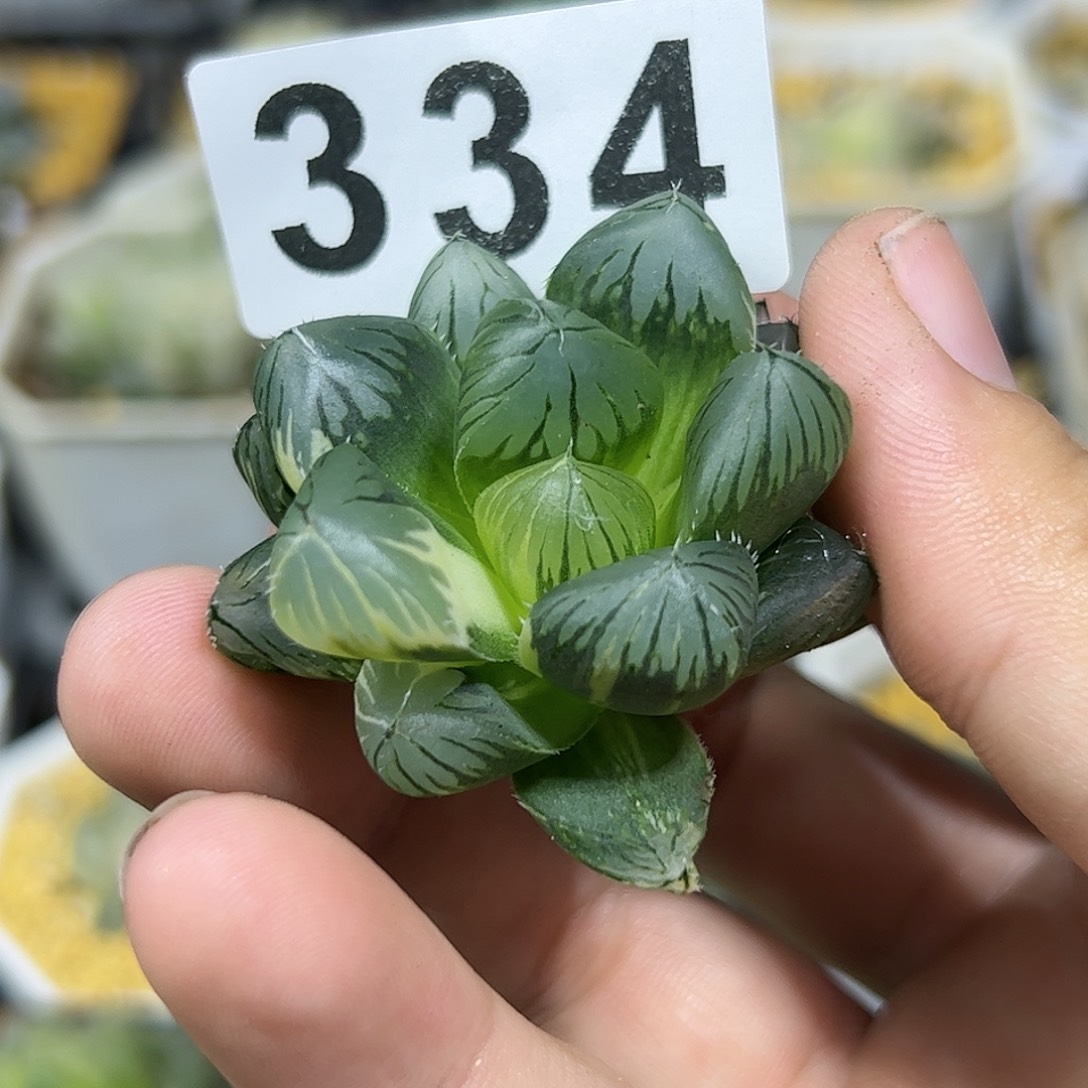 Om锦十二卷多肉植物