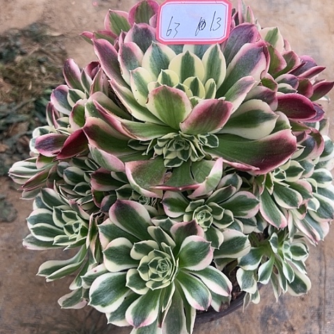 多肉植物白凤63号