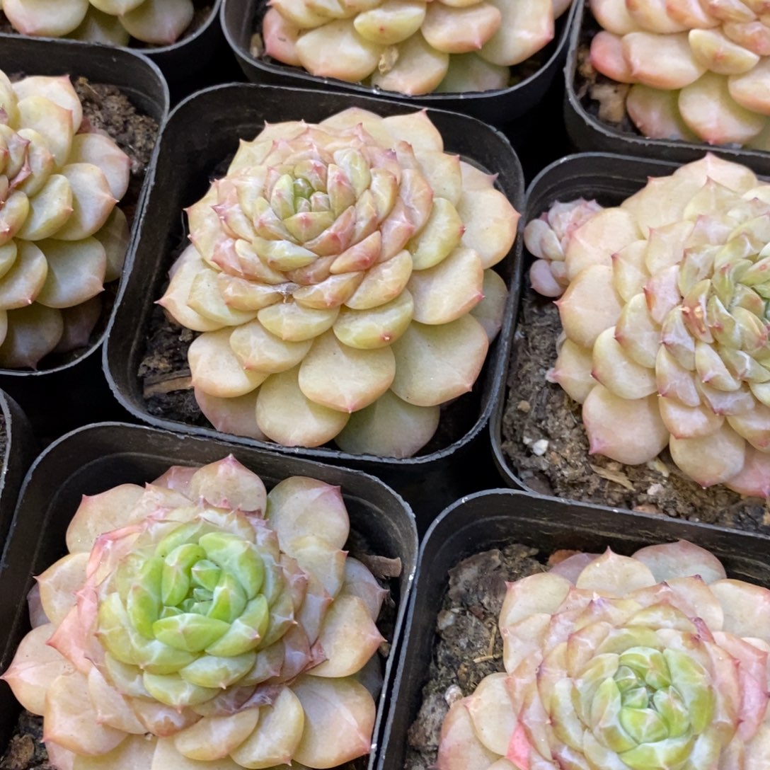 119。晴初单头。福利多多