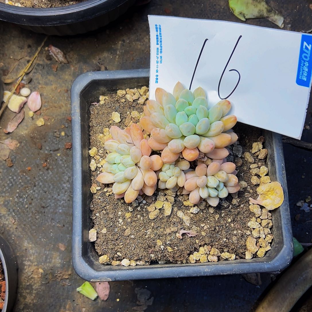 天***空16号一物一拍脱土包邮