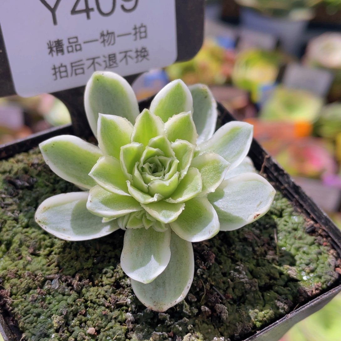 春涧福利409一物一拍