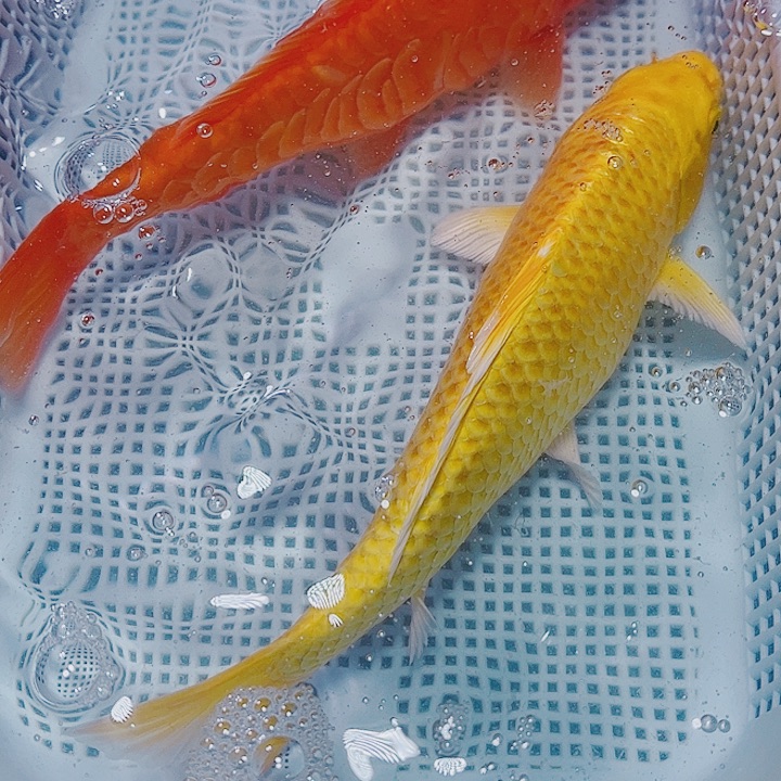 海水鱼锦鲤观赏鱼139