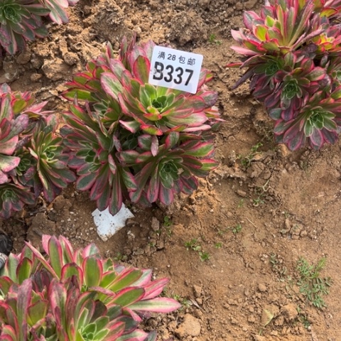 337安娜不包断枝