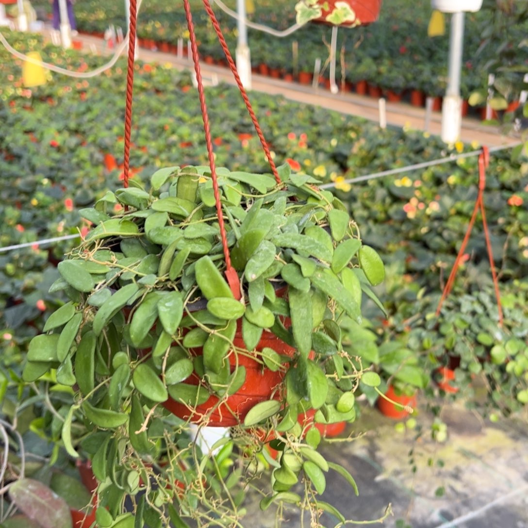 努***运无花朵香花球兰品种