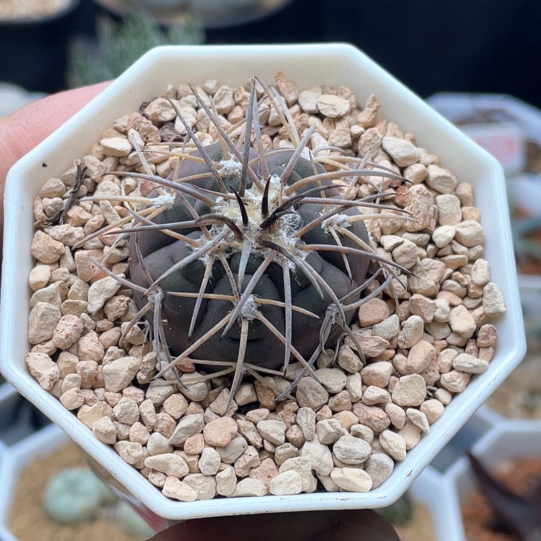 实生紫皮趴刺天平丸仙人球